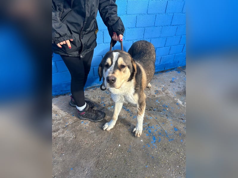 Brioche, ein großer sanfter Riese