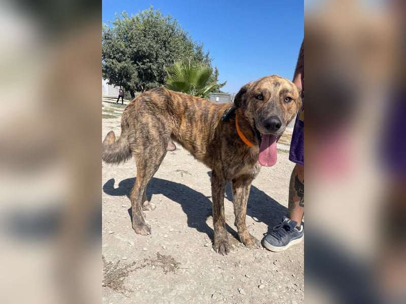 Dino, ein gestromter toller Bube