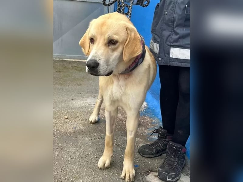 Dolce, ein großes Mädchen sucht ihr Für -immer Zuhause
