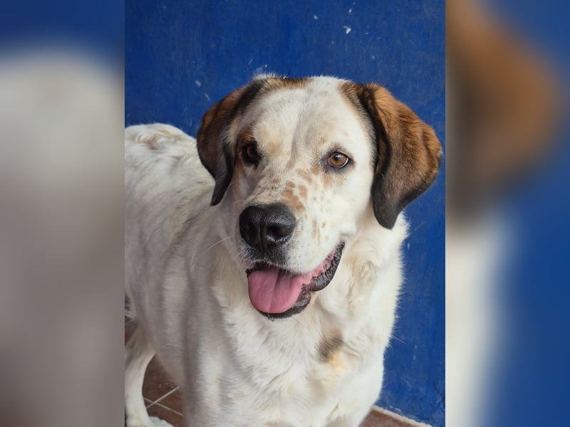 Maya, ein schüchternes großes Mädchen