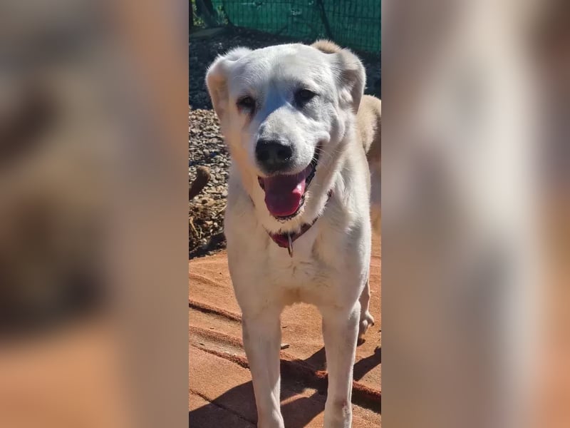 Dulce, findet kleine Hunde super