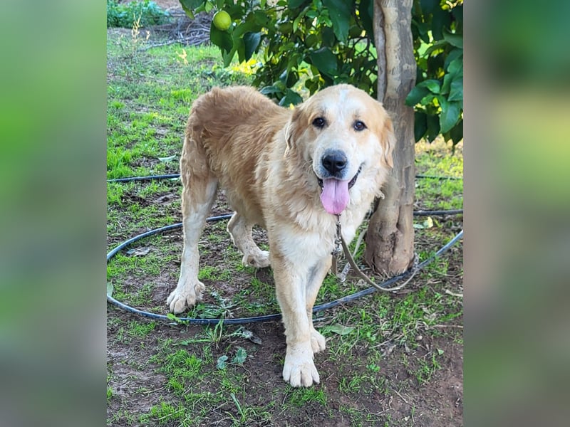 Leon, sucht ein ländliches Zuhause