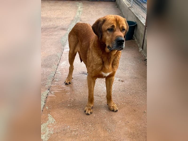 Tommy, ein großer Bär