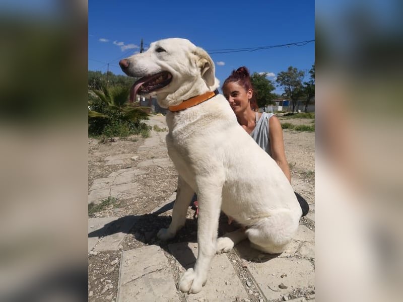 Niebla, unsere große zarte Eisbärin