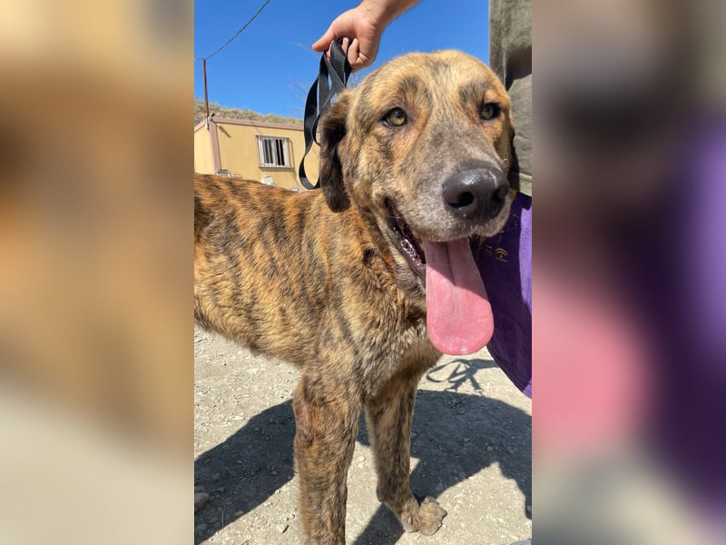 Dino, ein gestromter toller Bube