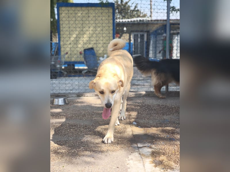 Dolce, ein großes Mädchen sucht ihr Für -immer Zuhause