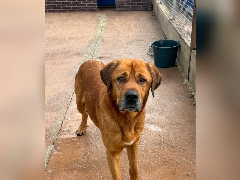 Tommy, ein großer Bär