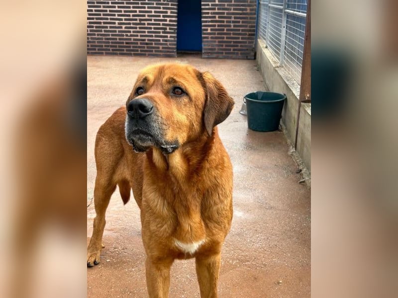 Tommy, ein großer Bär