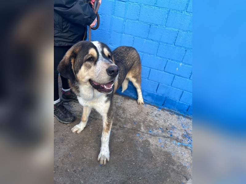 Brioche, ein großer sanfter Riese