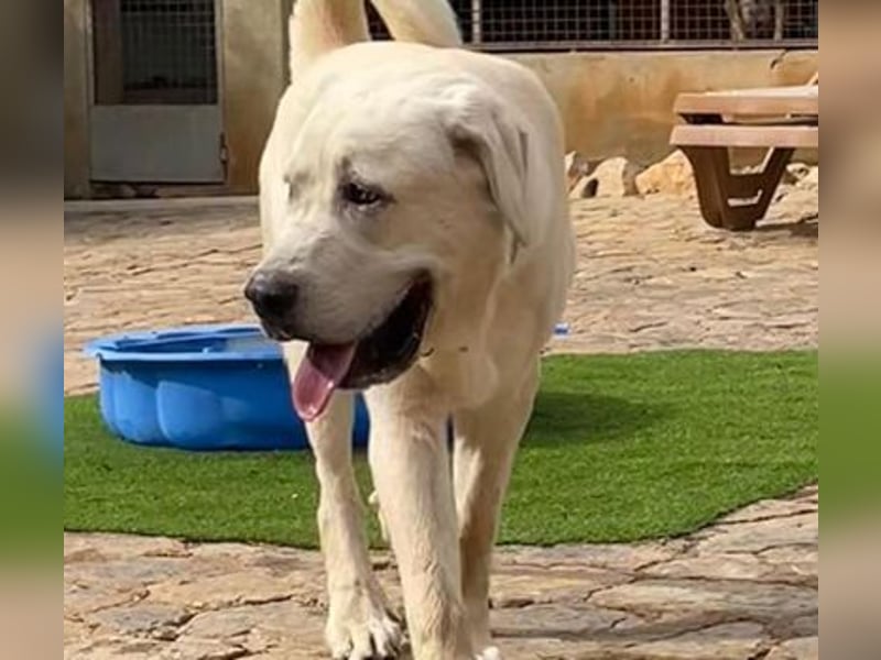 Bamse ist ein souveräner,  stattlicher Hund