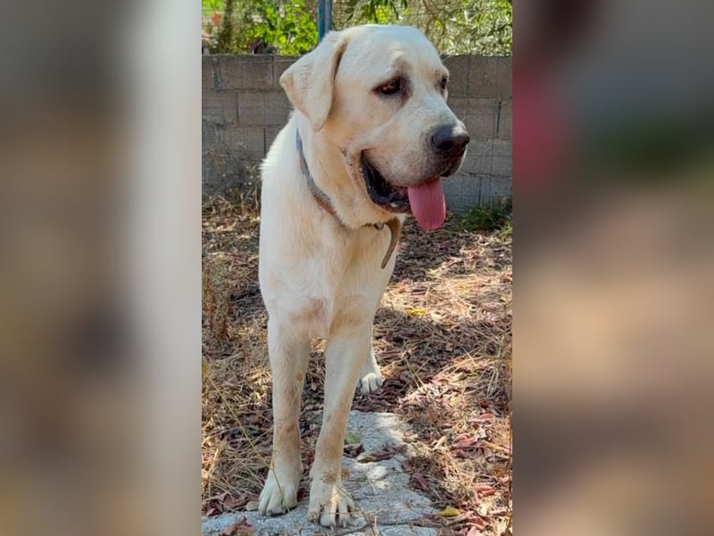 Bamse ist ein souveräner,  stattlicher Hund
