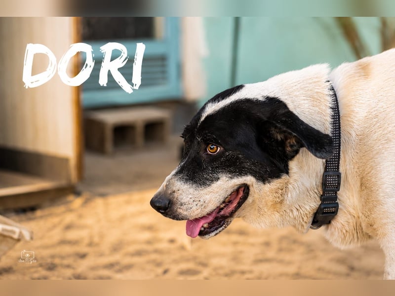 Dori - Mastin-Mix-Dame sucht erfahrene Menschen