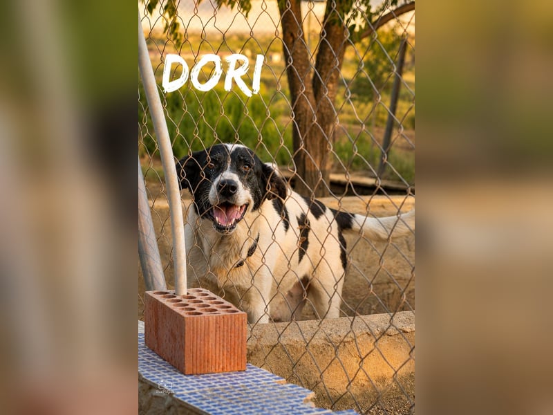 Dori - Mastin-Mix-Dame sucht erfahrene Menschen