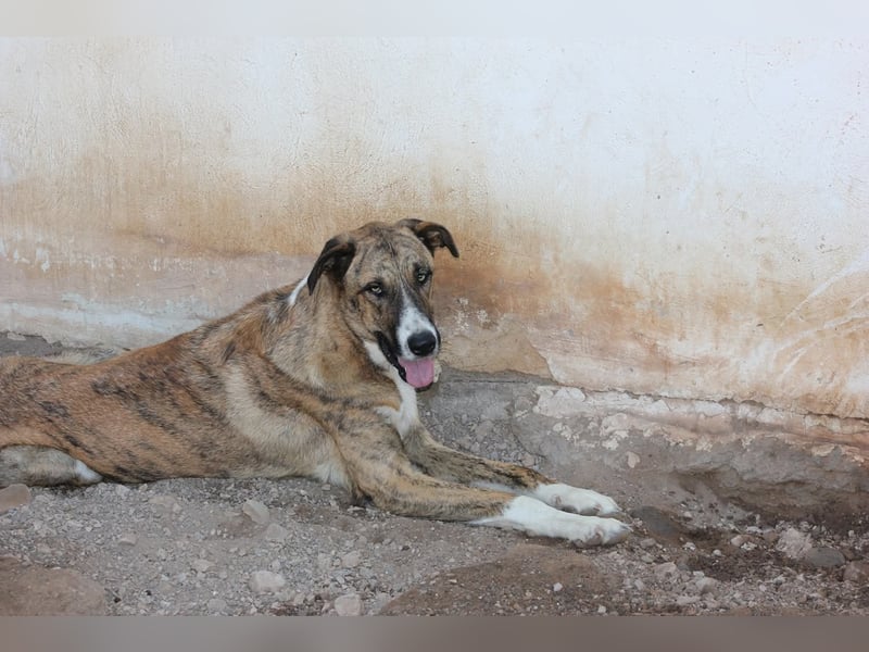 Massimo, liebevoll herzlich leinenführig , einfach ein Goldstück