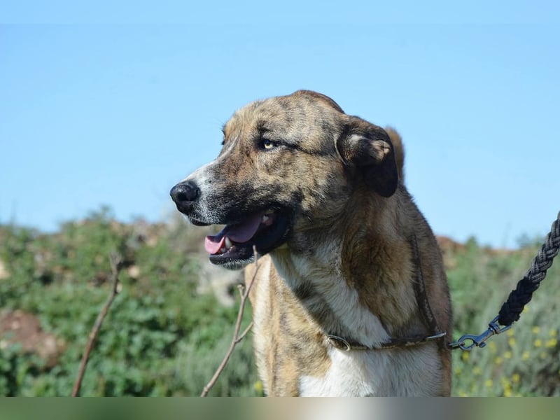 Massimo, liebevoll herzlich leinenführig , einfach ein Goldstück