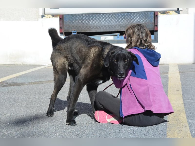 Uterque, eine Seele von Hund sucht ruhiges Zuhause