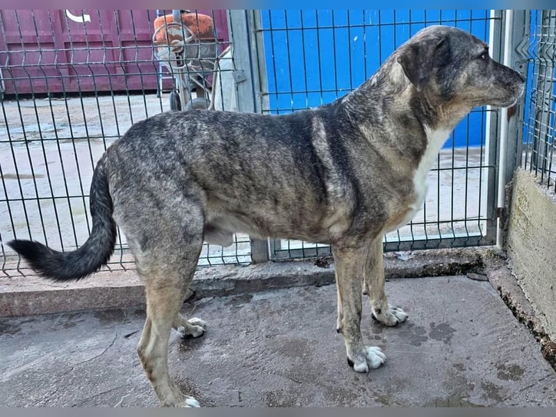 BUNNY der sanfte Bub