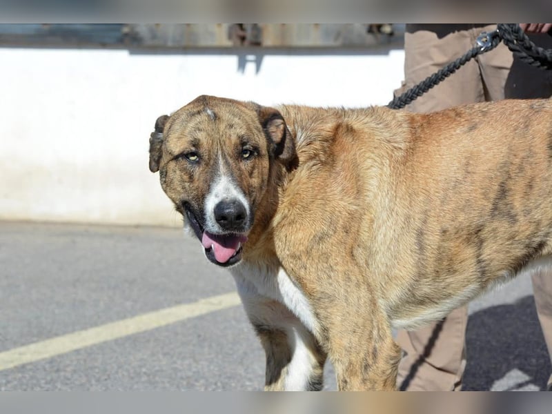Massimo, liebevoll herzlich leinenführig , einfach ein Goldstück