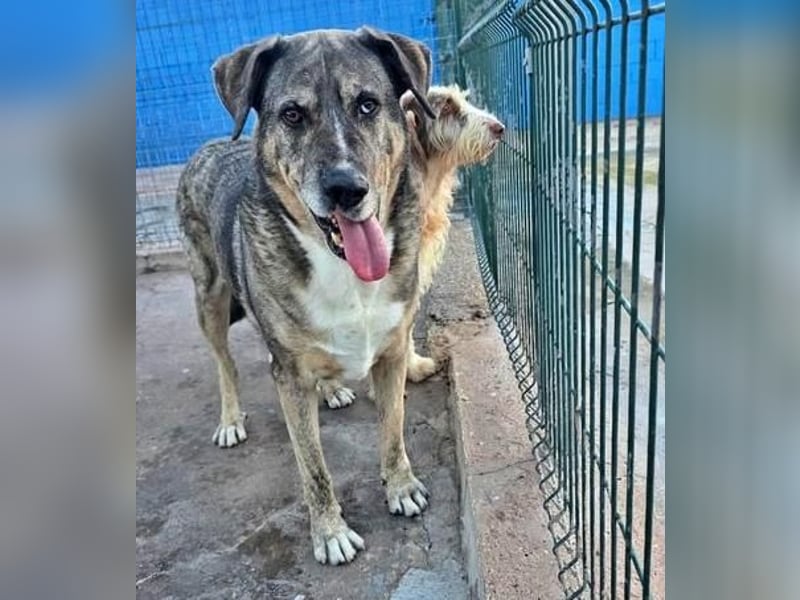 BUNNY der sanfte Bub