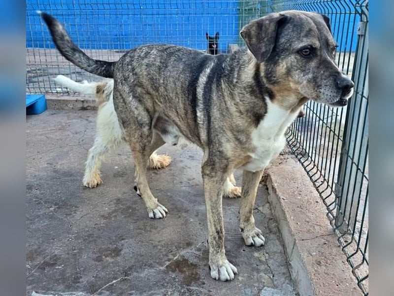 BUNNY der sanfte Bub