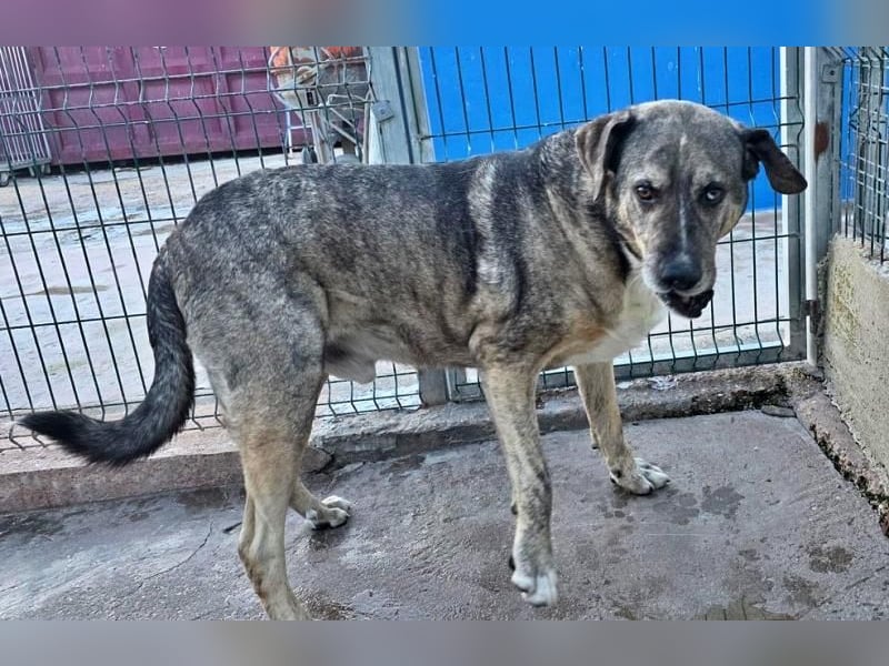 BUNNY der sanfte Bub