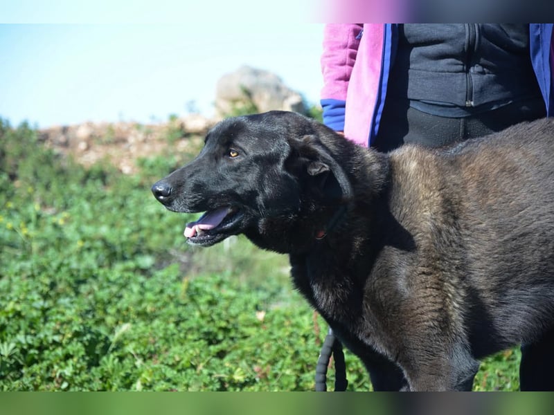 Uterque, eine Seele von Hund sucht ruhiges Zuhause