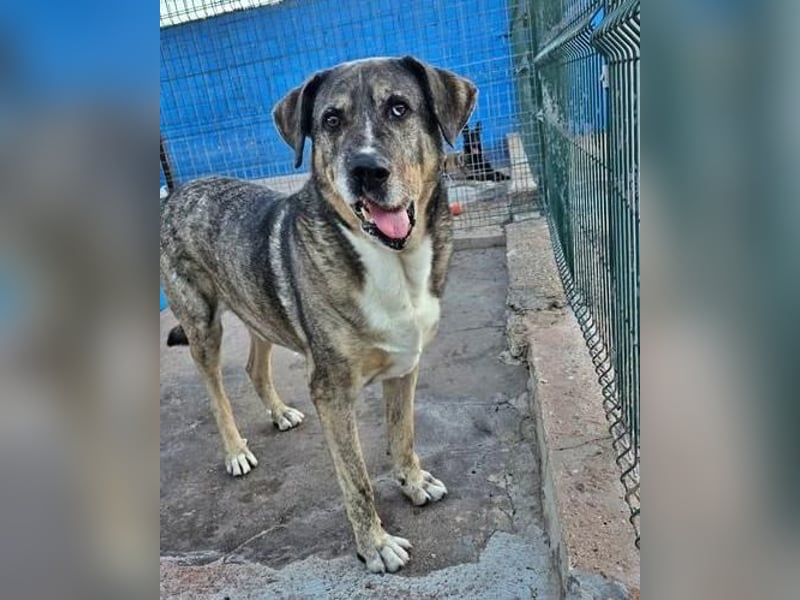 BUNNY der sanfte Bub