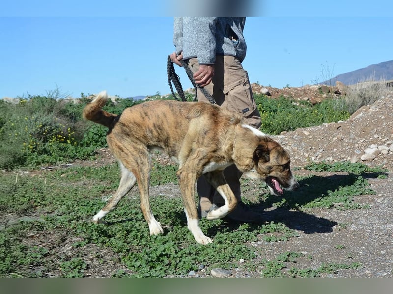 Massimo, liebevoll herzlich leinenführig , einfach ein Goldstück