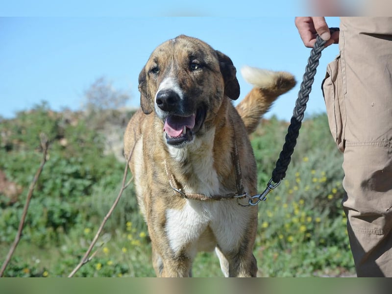 Massimo, liebevoll herzlich leinenführig , einfach ein Goldstück