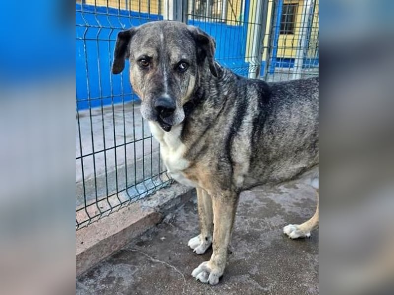 BUNNY der sanfte Bub