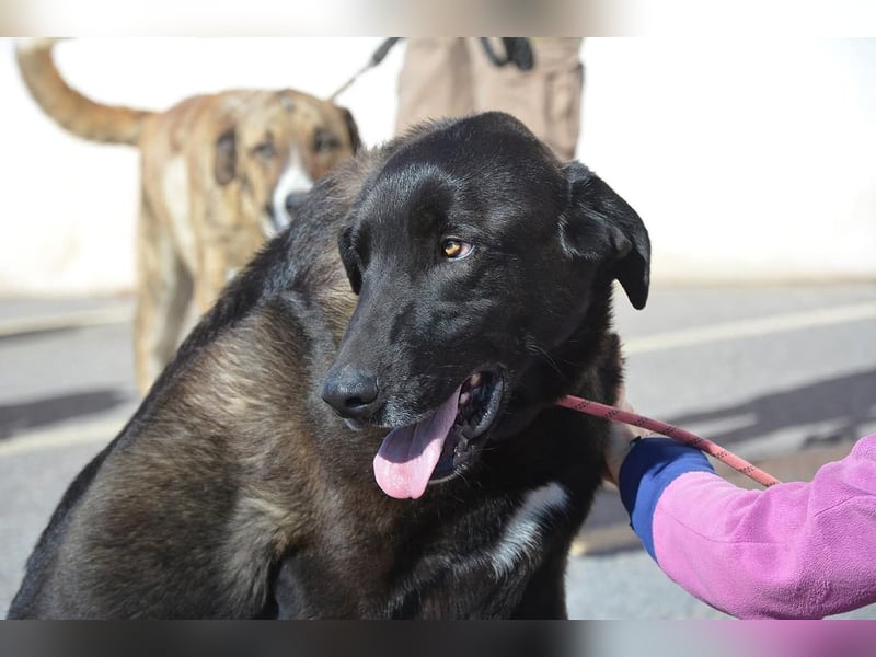 Uterque, eine Seele von Hund sucht ruhiges Zuhause