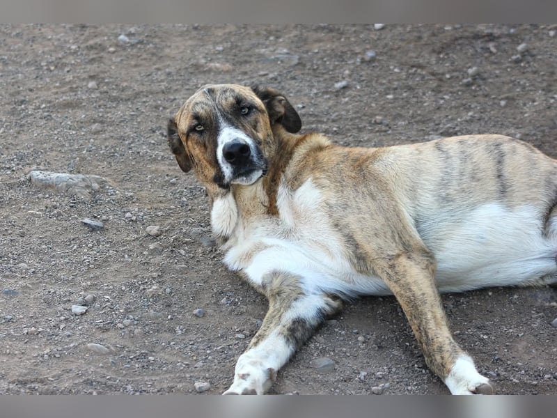 Massimo, liebevoll herzlich leinenführig , einfach ein Goldstück