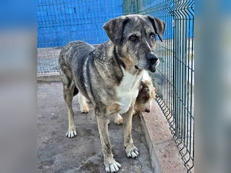 BUNNY der sanfte Bub