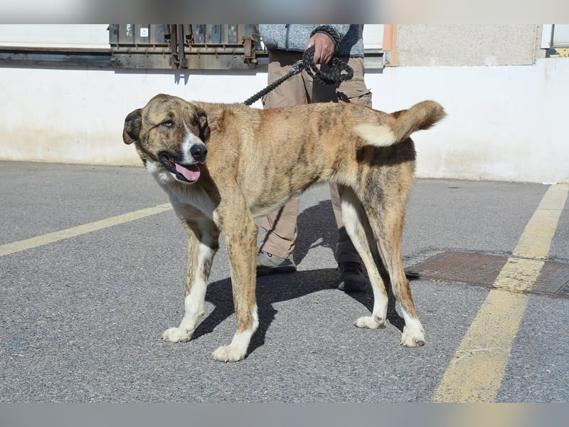 Massimo, liebevoll herzlich leinenführig , einfach ein Goldstück