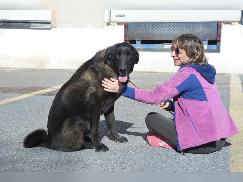 Uterque, eine Seele von Hund sucht ruhiges Zuhause