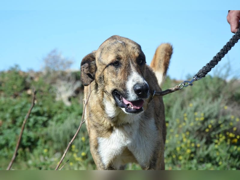 Massimo, liebevoll herzlich leinenführig , einfach ein Goldstück