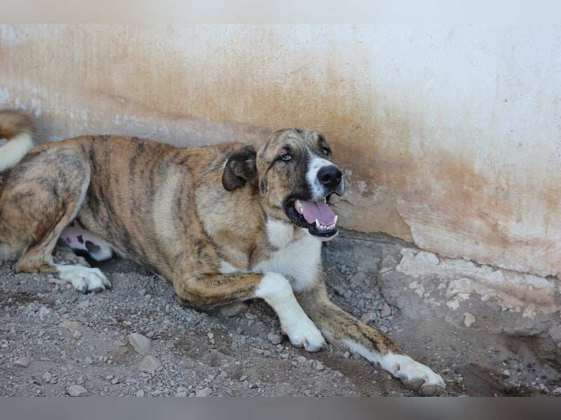 Massimo, liebevoll herzlich leinenführig , einfach ein Goldstück