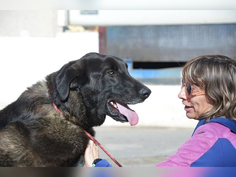 Uterque, eine Seele von Hund sucht ruhiges Zuhause