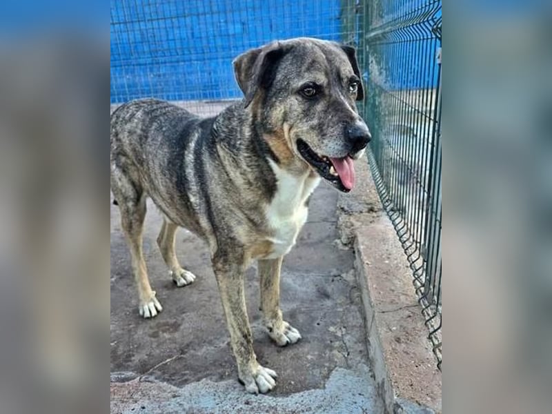 BUNNY der sanfte Bub