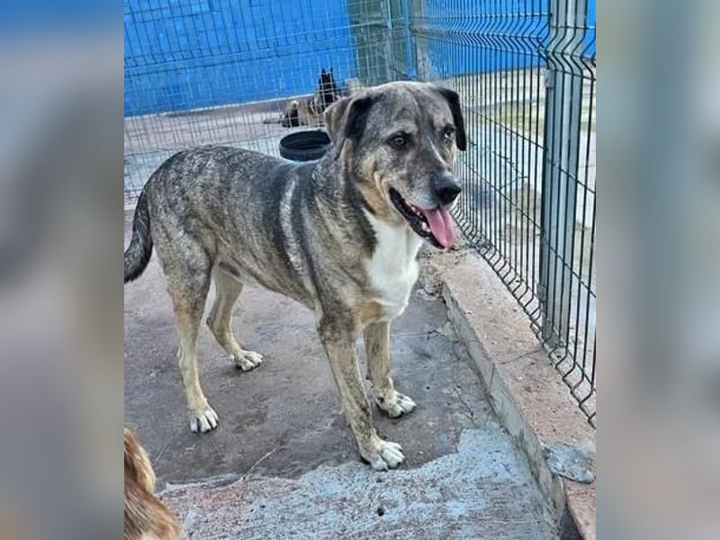 BUNNY der sanfte Bub