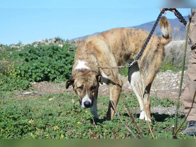 Massimo, liebevoll herzlich leinenführig , einfach ein Goldstück