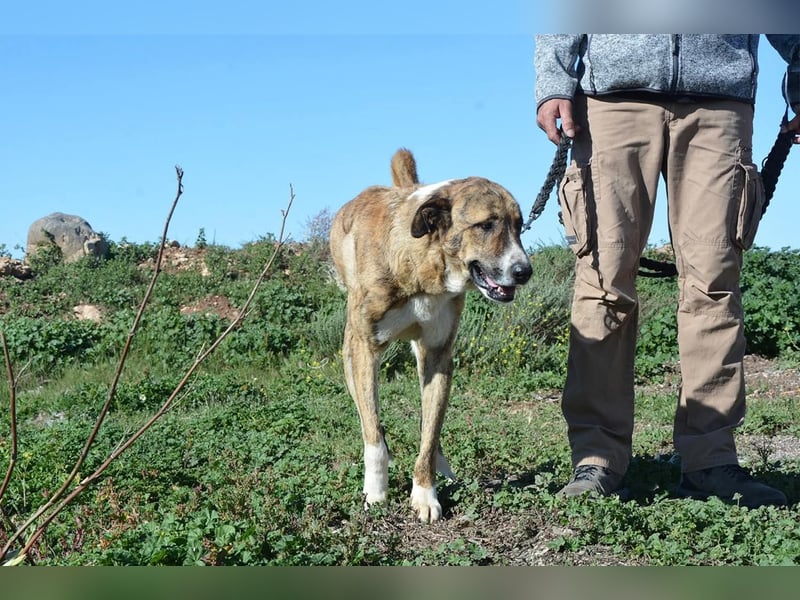 Massimo, liebevoll herzlich leinenführig , einfach ein Goldstück