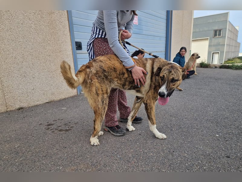 Massimo, liebevoll herzlich leinenführig , einfach ein Goldstück
