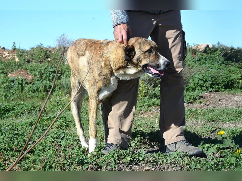 Massimo, liebevoll herzlich leinenführig , einfach ein Goldstück