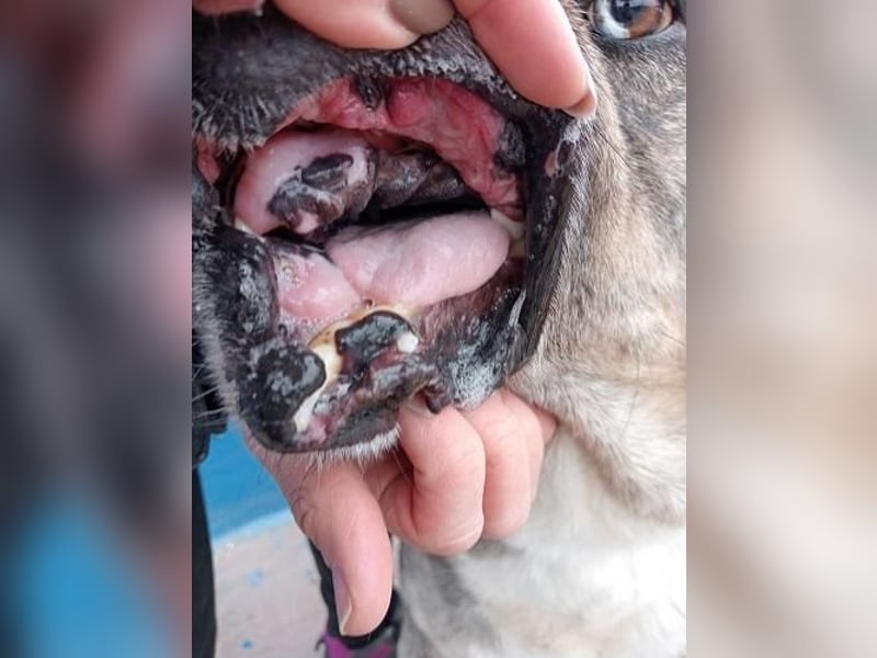 BUNNY der sanfte Bub