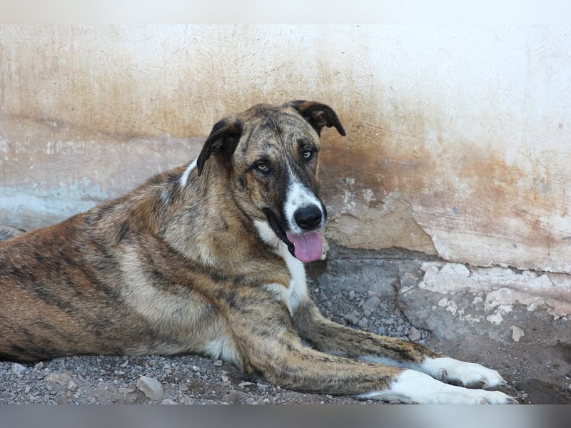 Massimo, liebevoll herzlich leinenführig , einfach ein Goldstück
