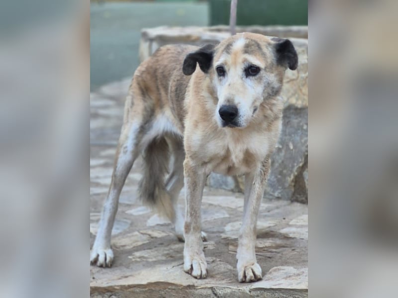 Ida - Riesen Teddy mit liebem Gesicht