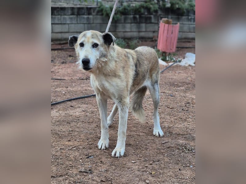 Ida - Riesen Teddy mit liebem Gesicht
