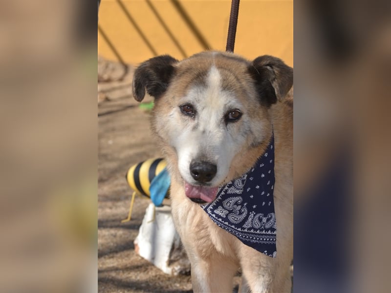 Ida - Riesen Teddy mit liebem Gesicht