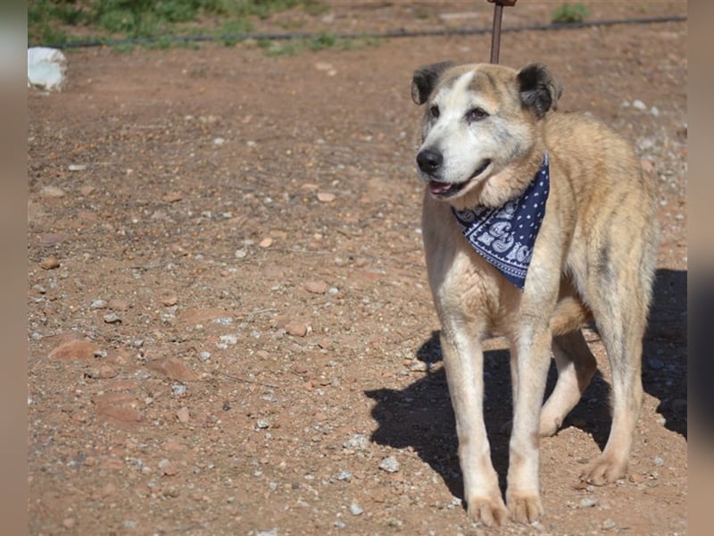 Ida - Riesen Teddy mit liebem Gesicht